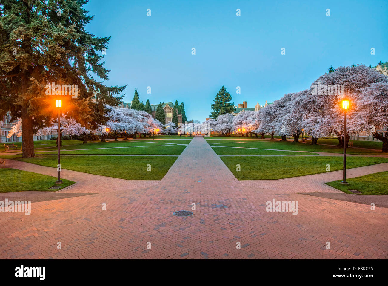 Stati Uniti d'America, Washington, Seattle University of Washington Quad all'alba (formato di grandi dimensioni disponibili) Foto Stock