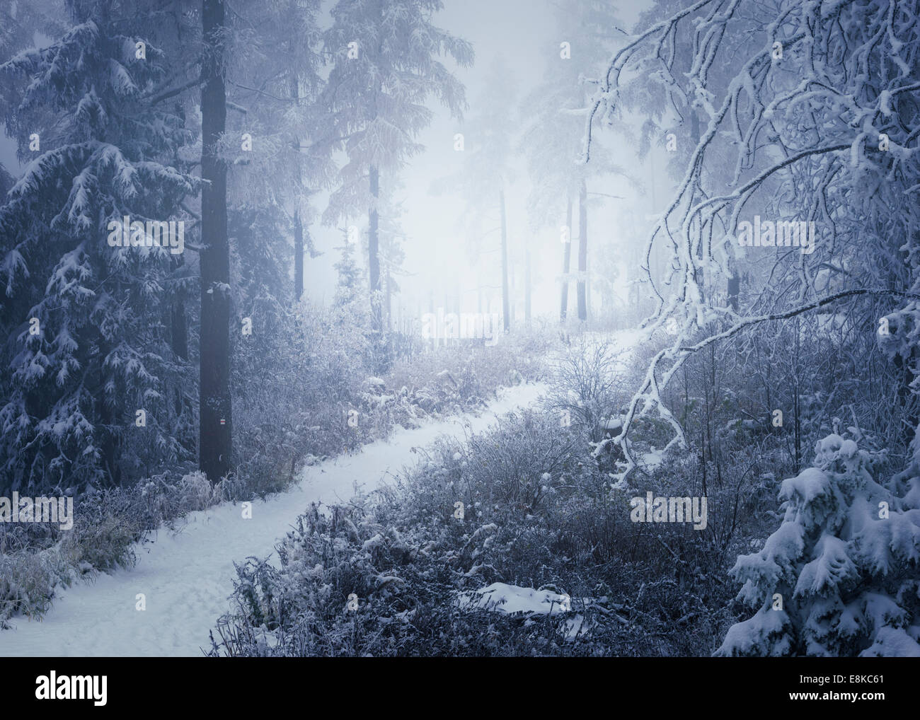 Una bella scena invernale in una foresta di montagna con una coperta di neve il percorso. Foto Stock