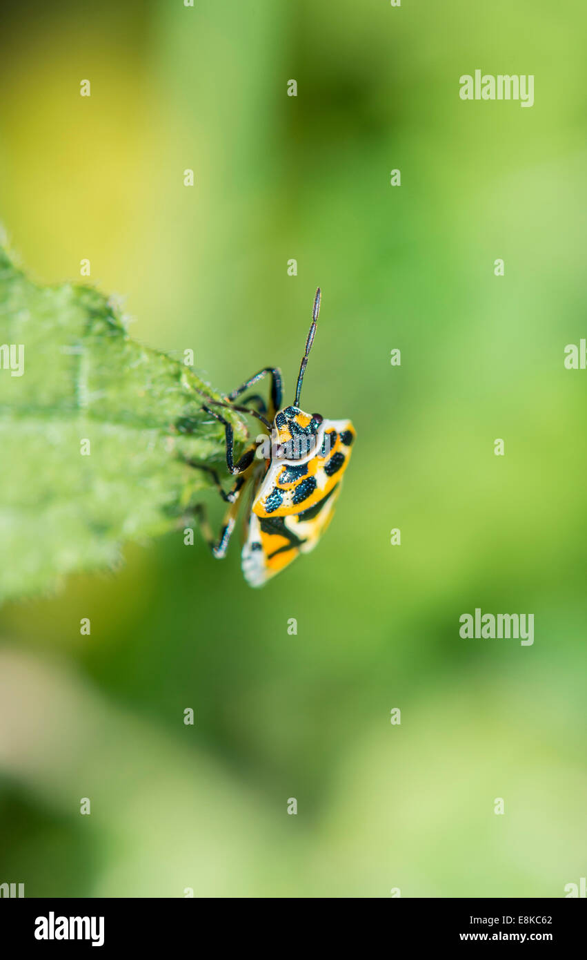 Giallo bug di mangiare una foglia Foto Stock