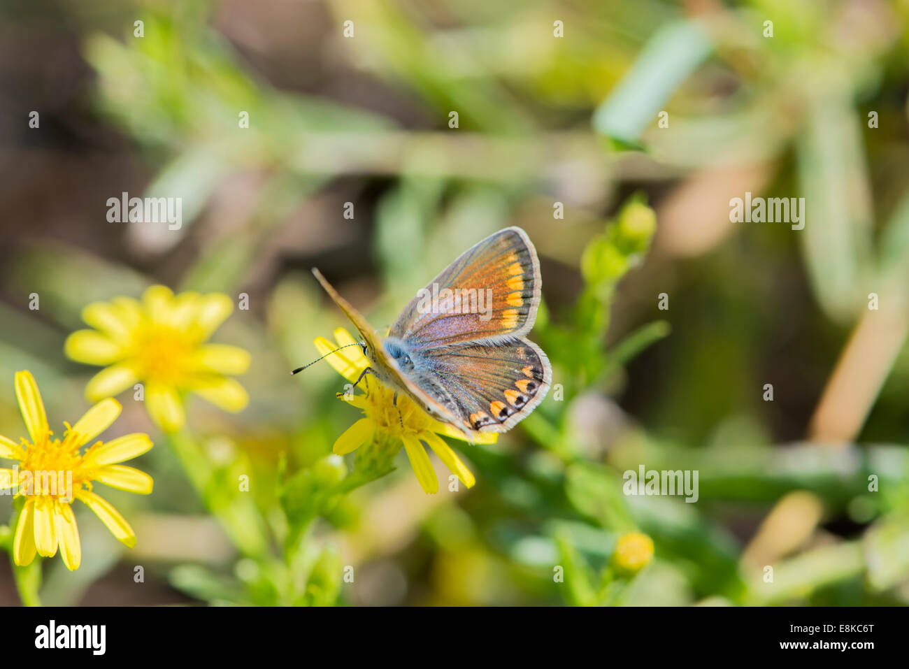 Farfalla polyommatus bellargus della classe Insecta, l'ordine Lepidoptera, lycaenidae polyommatus famiglia e sesso Foto Stock