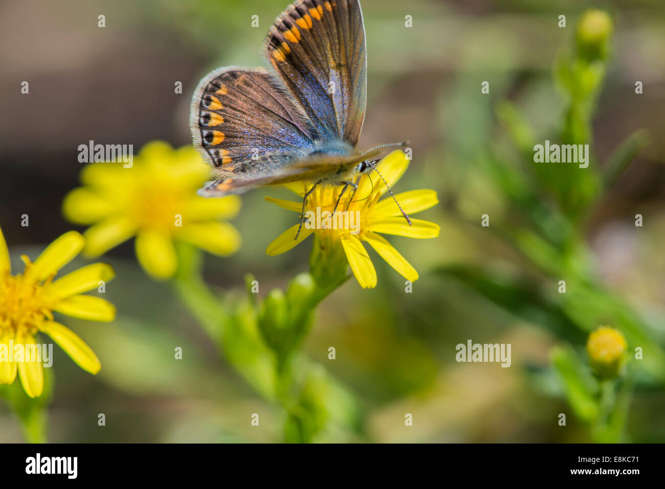 Farfalla polyommatus bellargus della classe degli insetti, l'ordine Lepidoptera, lycaenidae polyommatus famiglia e sesso Foto Stock