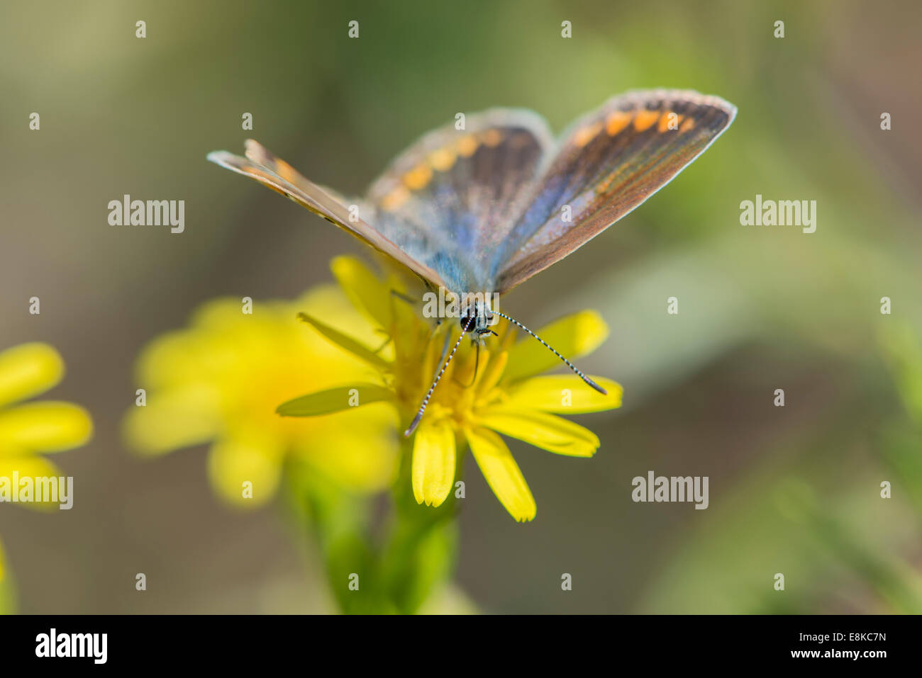 Farfalla polyommatus bellargus della classe degli insetti, l'ordine Lepidoptera, lycaenidae polyommatus famiglia e sesso Foto Stock