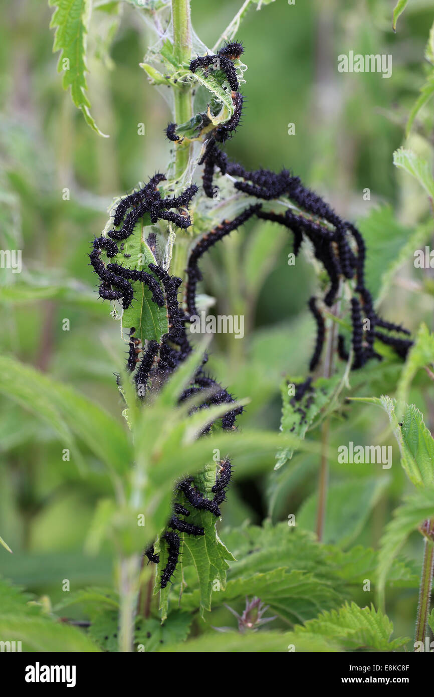 Farfalla pavone bruchi alimentazione su Ortica foglie, Welney WWT Riserva, Norfolk, Inghilterra, Regno Unito Foto Stock