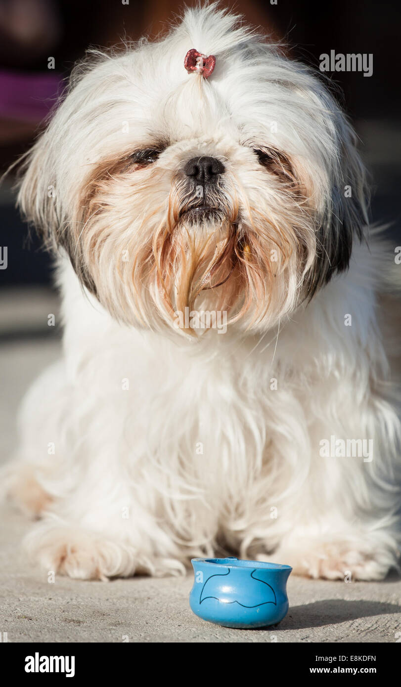 Shih tzu cane bianco animale con buffi capelli seduti di fronte blu piccola ciotola con acqua Foto Stock