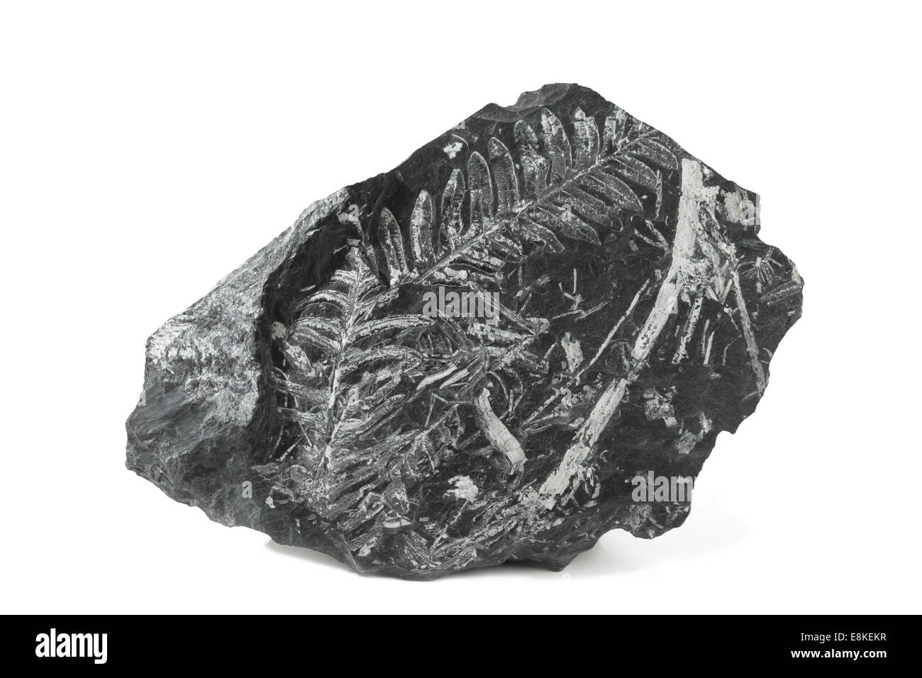 Felci fossili nel carbonifero campione di roccia argillosa da Foto Stock