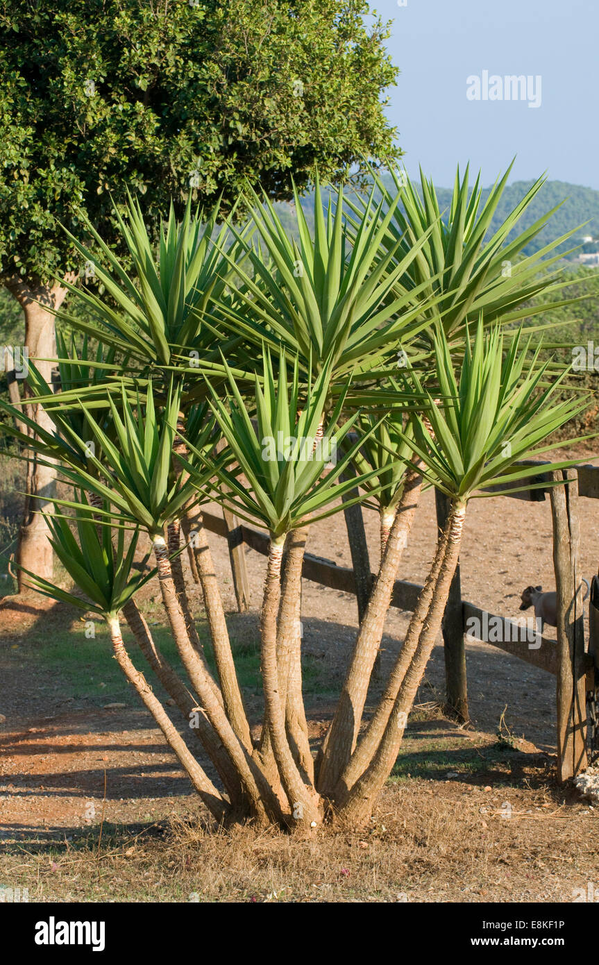 La Yucca mediterranea nel sole inzuppato cascina Foto Stock