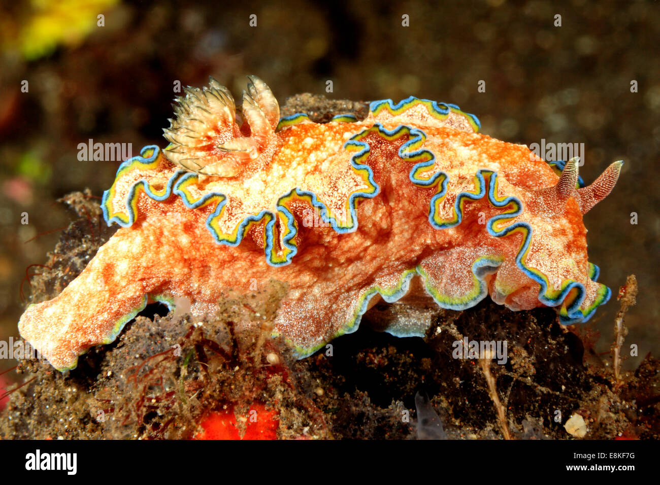 Nudibranch, Glossodoris cincta. Tulamben, Bali, Indonesia. Mare di Bali, Oceano Indiano Foto Stock