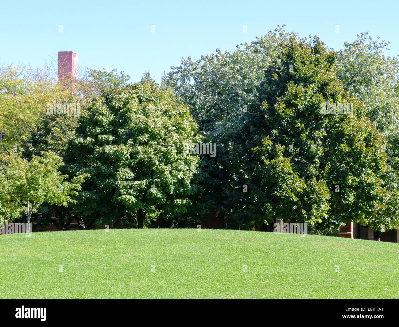 In leggera pendenza con erba appena tagliata e una linea di alberi in background. Foto Stock