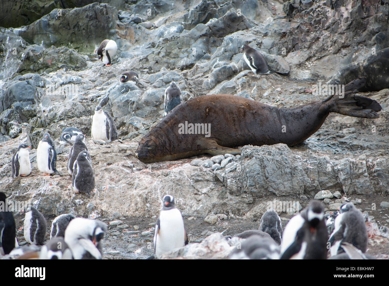 Guarnizione di elefante e pinguini di Gentoo, Antartide Foto Stock