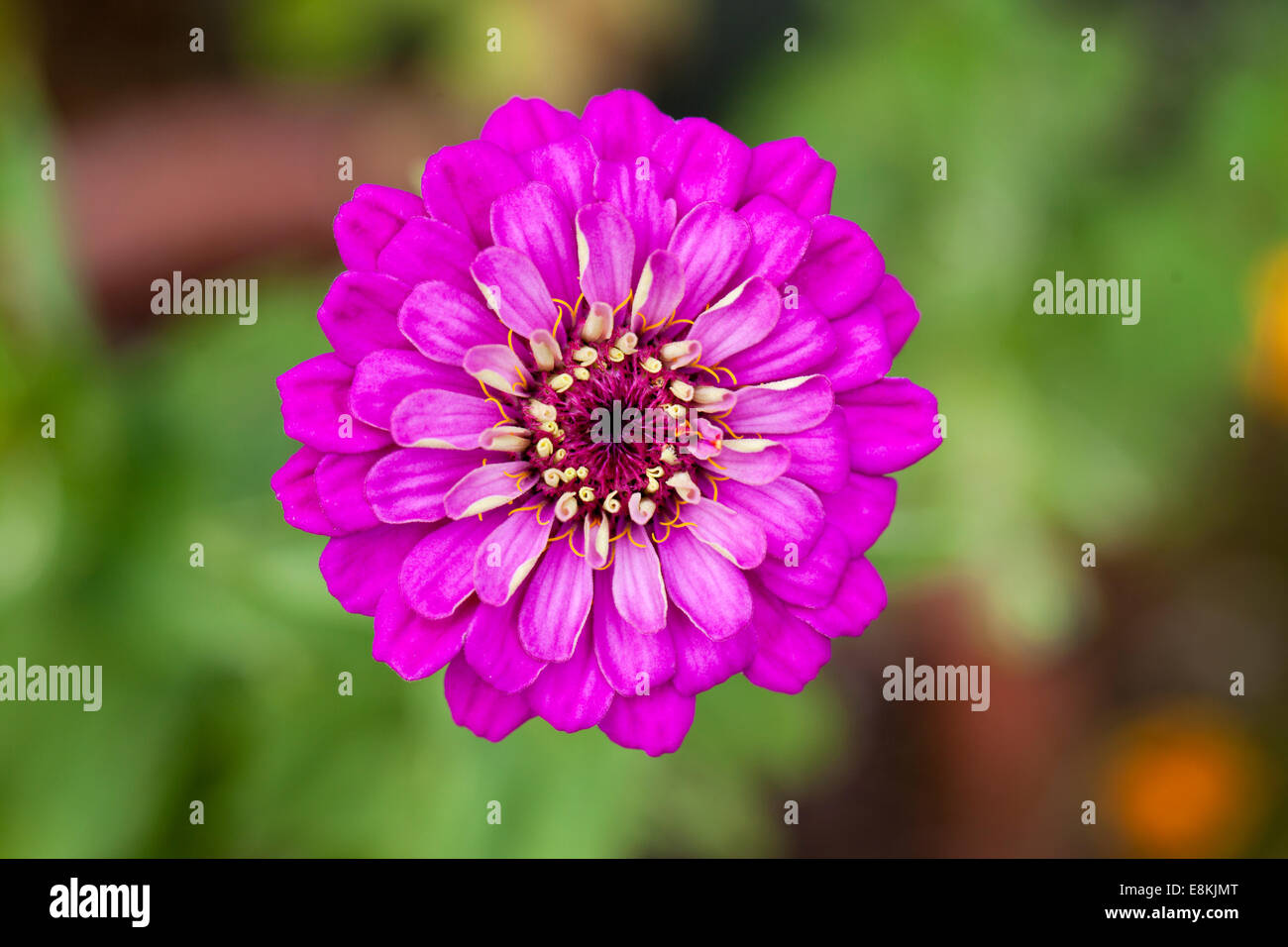 Close up di un singolo Zinnia Purple Prince fioritura in un giardino inglese Foto Stock
