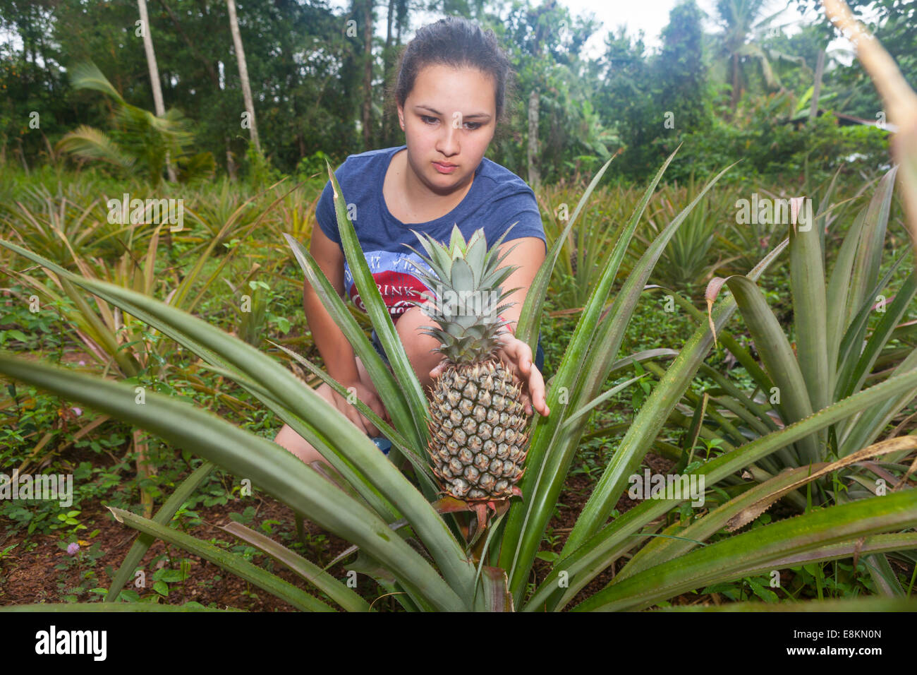 Ragazza, circa 16 anni, raggiungendo per un ananas (Ananas comosus), vegetali, provincia occidentale, Sri Lanka Foto Stock