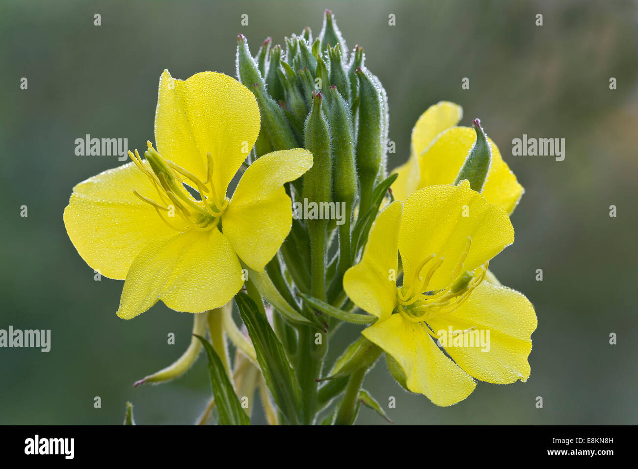 Enagra (Oenothera biennis), Burgenland, Austria Foto Stock