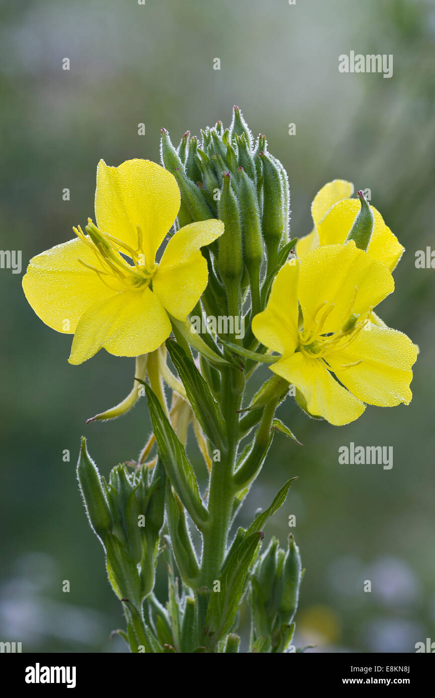 Enagra (Oenothera biennis), Burgenland, Austria Foto Stock