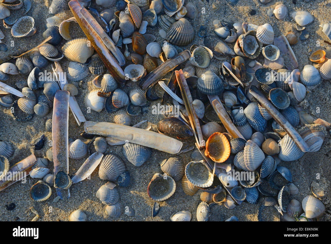 Il Cockle comune (Cerastoderma edule) e comuni Razor Shell (Ensis ensis), gusci in tidal flats, Vlieland, North Holland Foto Stock