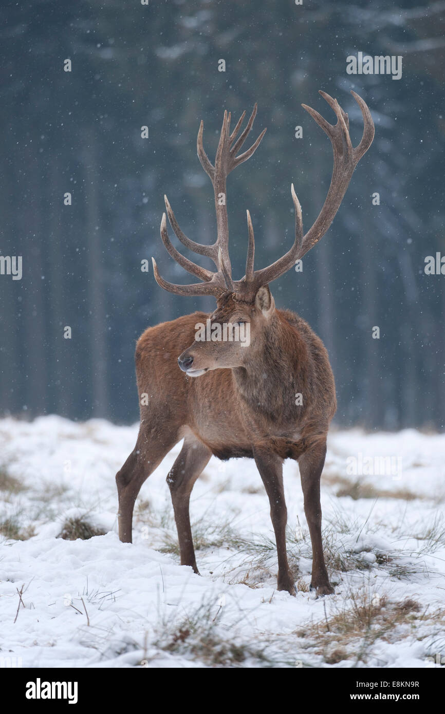 Il cervo (Cervus elaphus), con cappotto invernale, in piedi nella neve, captive, Bassa Sassonia, Germania Foto Stock
