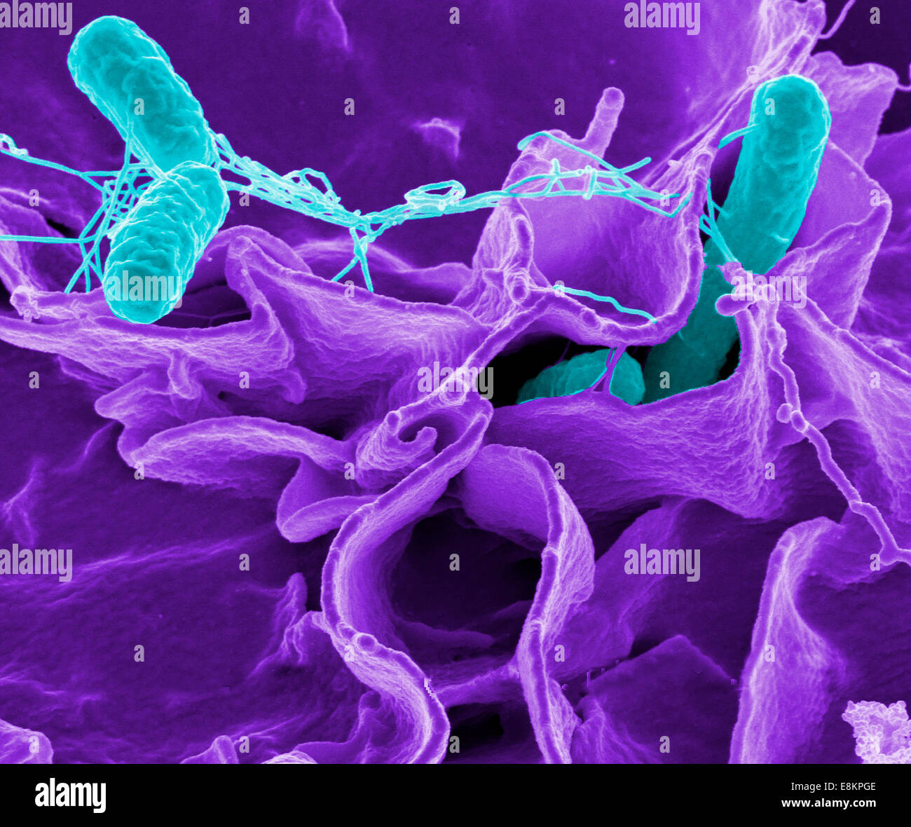 Batteri di Salmonella, una causa comune di avvelenamento di cibo, di invadere una cellula immune. Foto Stock