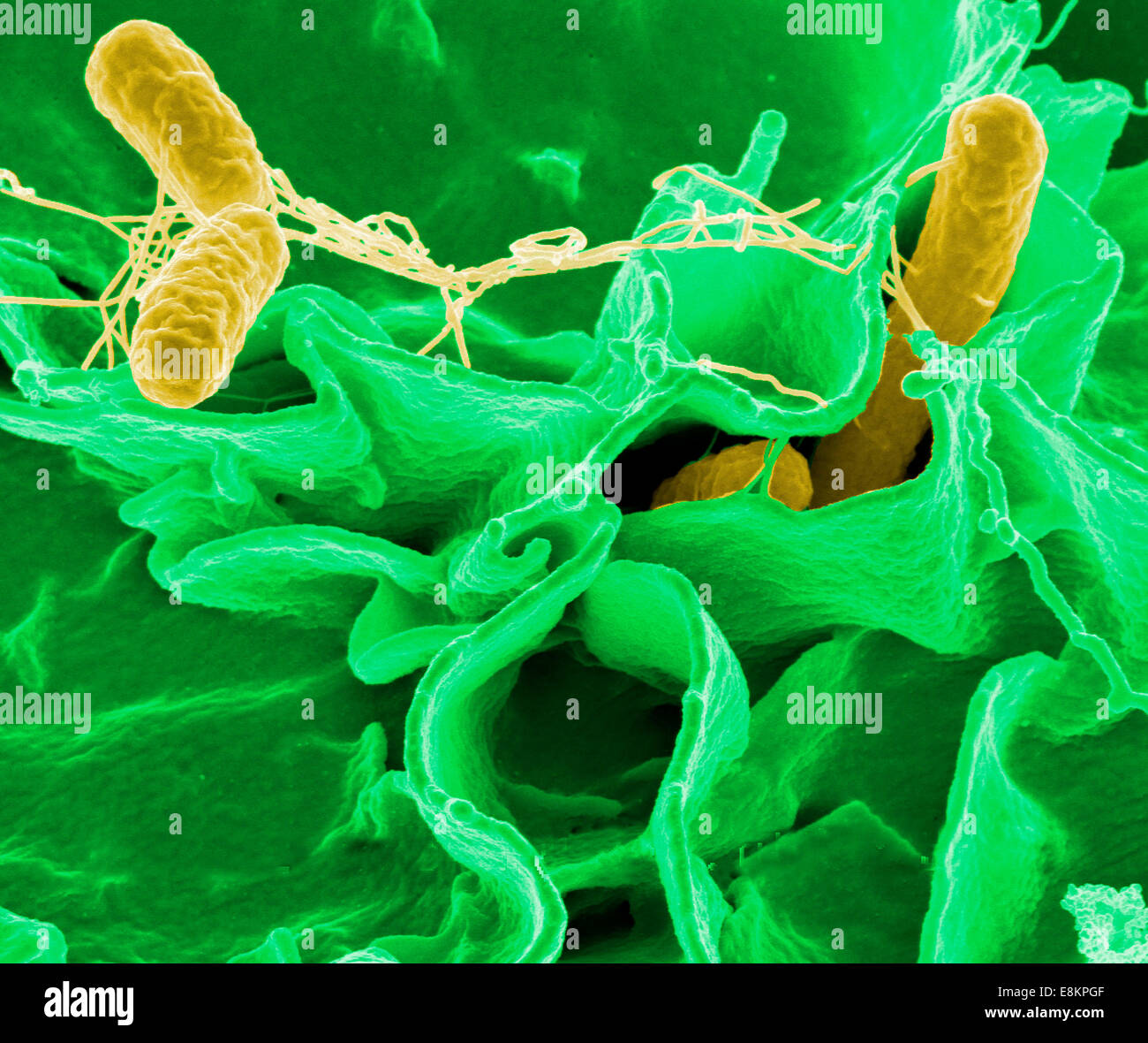 Batteri di Salmonella, una causa comune di avvelenamento di cibo, di invadere una cellula immune. Foto Stock
