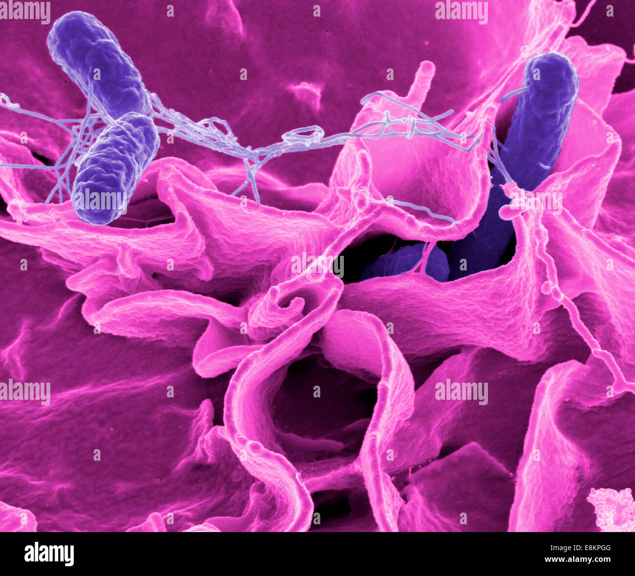 Batteri di Salmonella, una causa comune di avvelenamento di cibo, di invadere una cellula immune. Foto Stock
