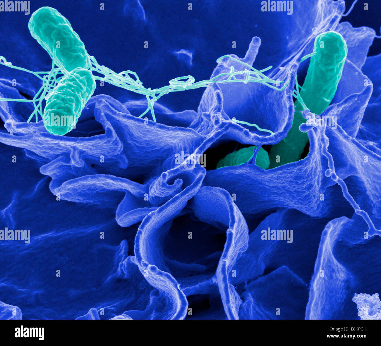 Batteri di Salmonella, una causa comune di avvelenamento di cibo, di invadere una cellula immune. Foto Stock