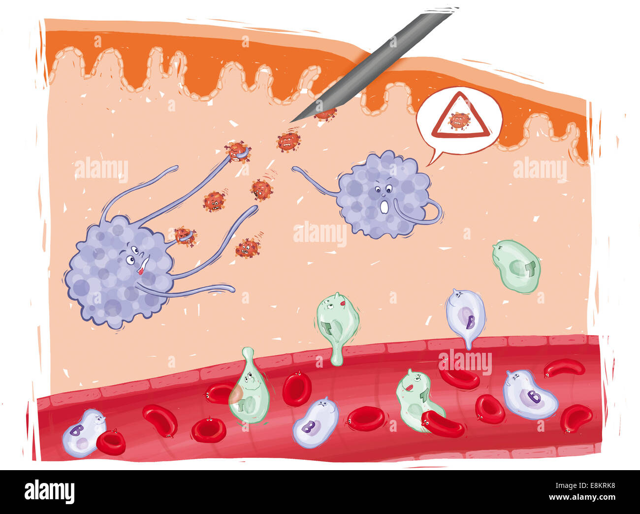 La vaccinazione (stadio 1) : iniezione di vaccino, marcophages prendere in carico di virus inattivati e di avviso di linfociti B e T. Foto Stock