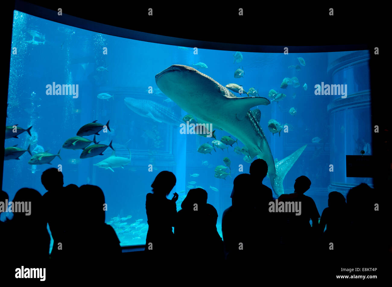 Whaleshark all acquario di Osaka, in Giappone. Foto Stock