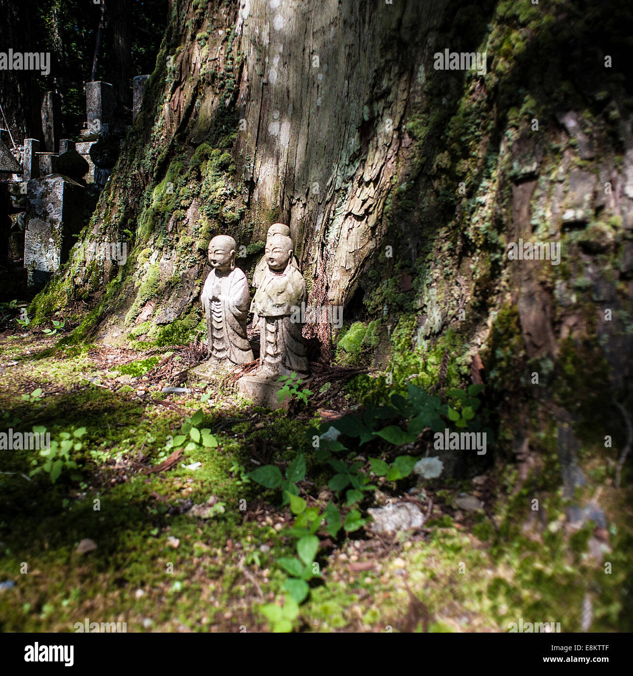 Koya-san cimitero sul Monte Koya, Giappone, Foto Stock