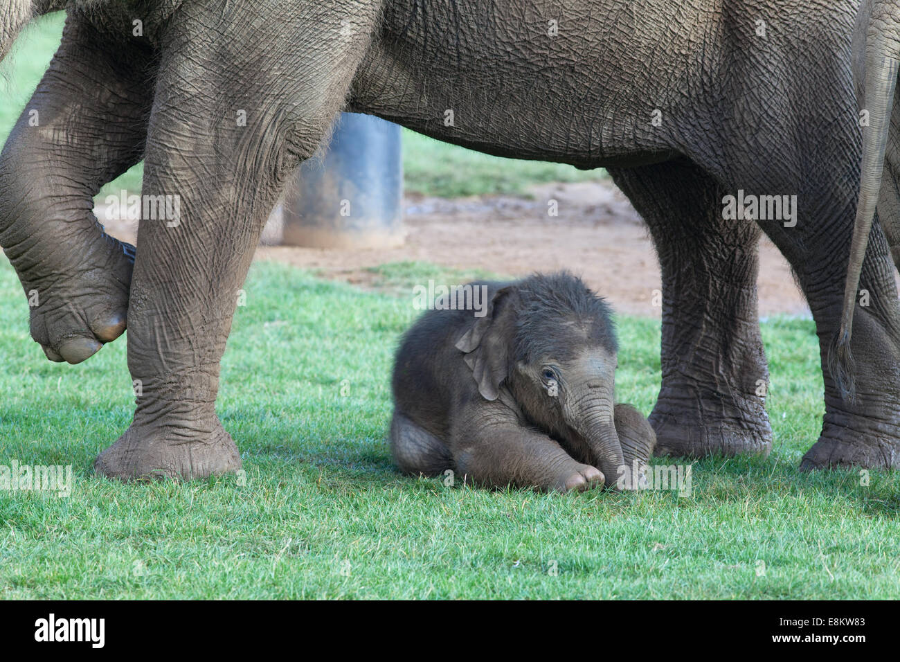 Asian, o indiani, gli elefanti (Elephas maximus). Latte di mucca e di tre settimane di età il polpaccio. Whipsnade Zoo. ZSL. Bedfordshire. Regno Unito. Foto Stock