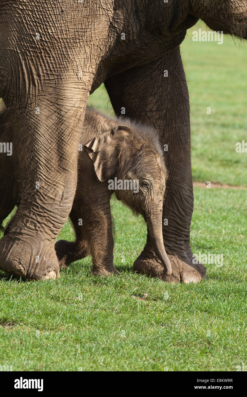 Asian, o indiani, gli elefanti (Elephas maximus). Venti giorni di vitello vecchia a piedi tra le gambe anteriori di madre Azizah. Whipsnade Zoo. Foto Stock