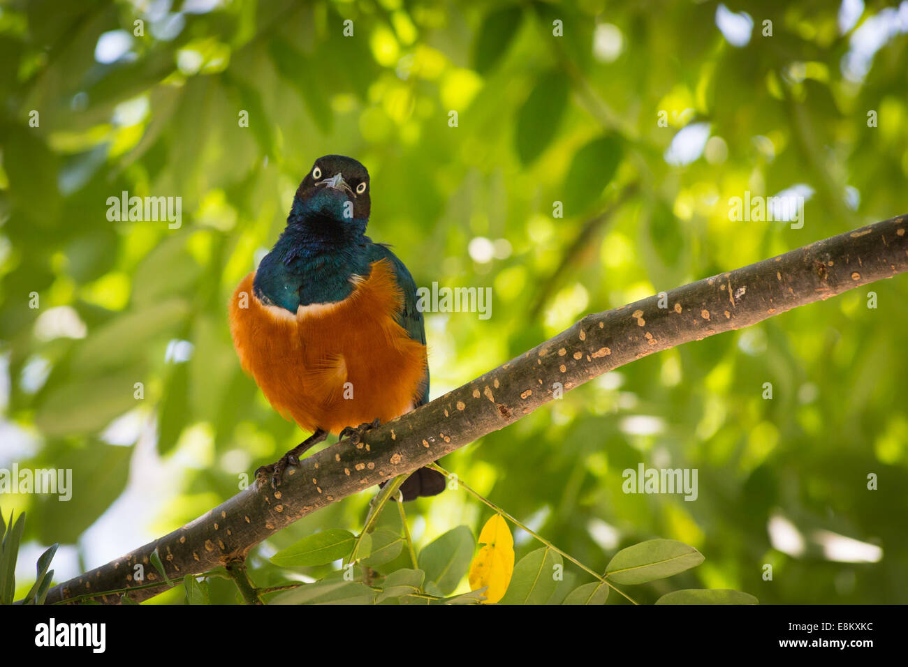 Coloratissimo uccello guardando la telecamera Foto Stock