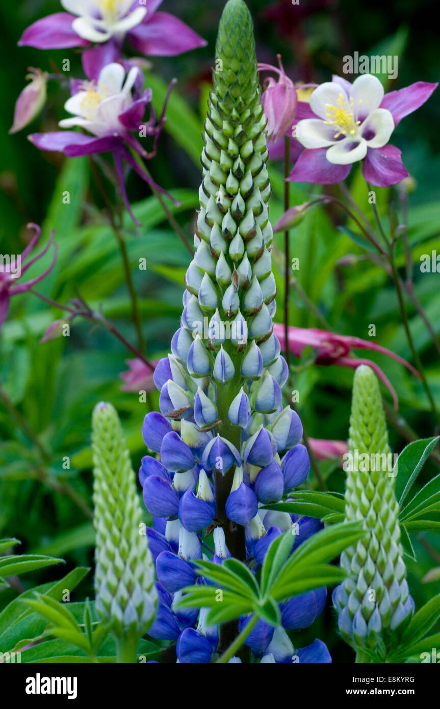Viola, lupino azzurro fiore. Lupinus, comunemente noto come lupin o di lupino (Nord America), è un genere di fioritura delle piante leguminose Foto Stock
