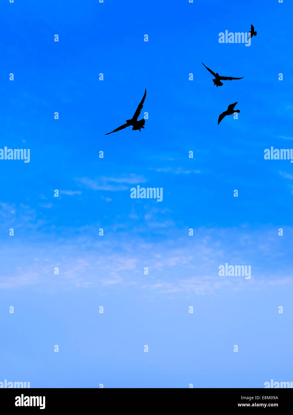 Uccelli in volo con nuvoloso cielo blu all'alba Foto Stock