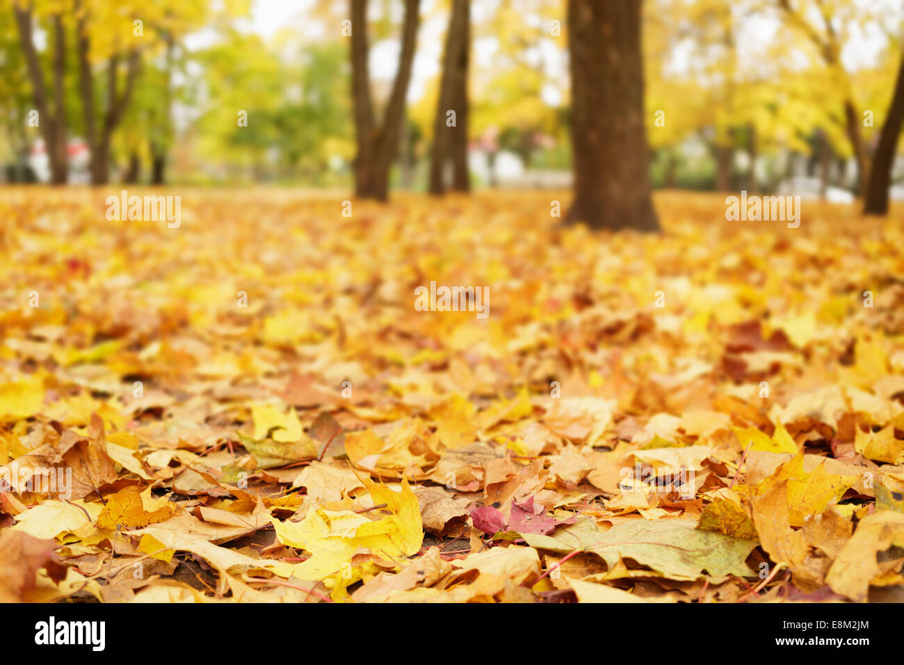 Bright Foglie di autunno sul terreno, basso livello foto Foto Stock