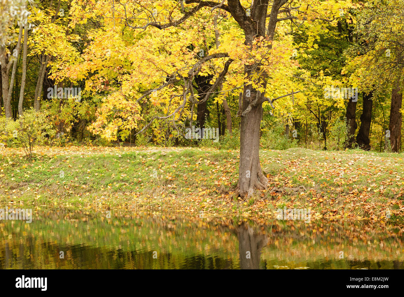 Maple sul lungofiume, ottobre tempo di autunno Foto Stock