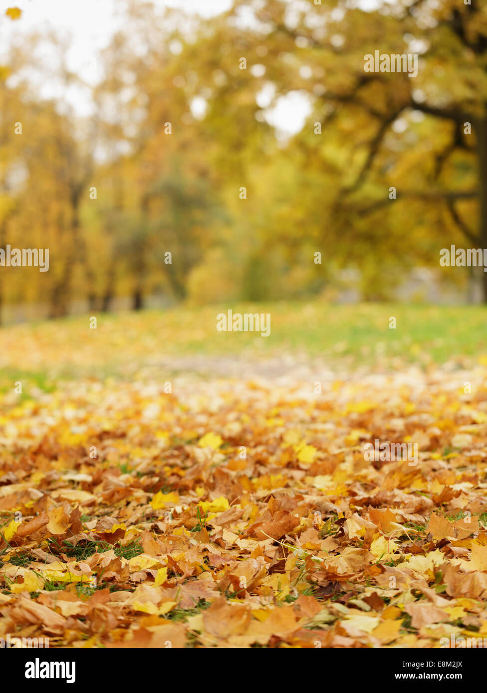 Bright Foglie di autunno sul terreno, basso livello foto Foto Stock