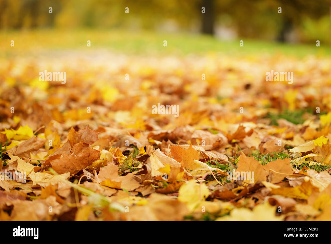 Bright Foglie di autunno sul terreno, basso livello foto Foto Stock
