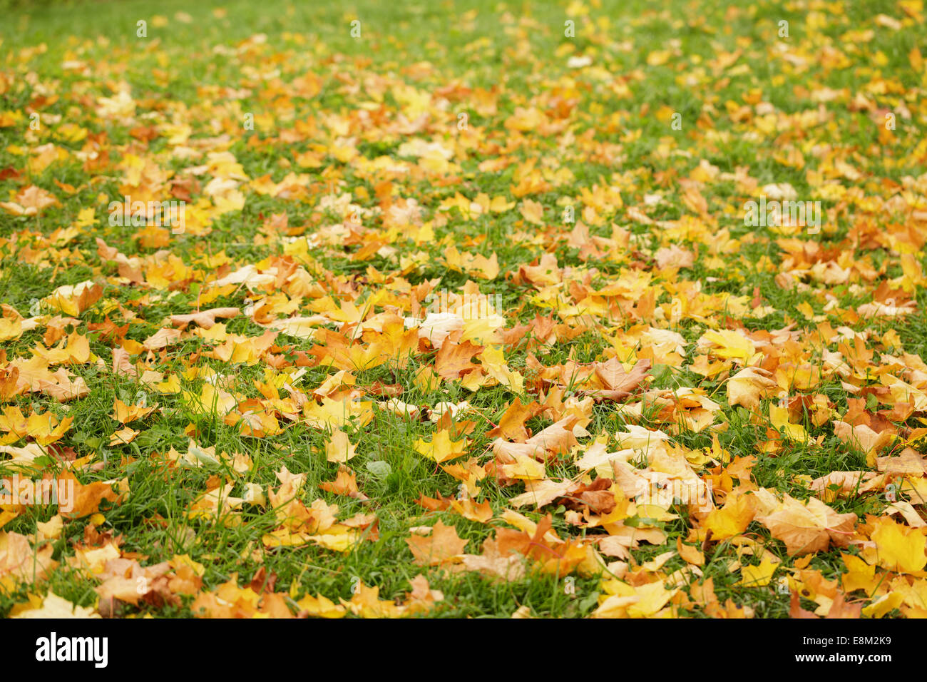 Close up foto di foglie di autunno sul terreno, ottobre Foto Stock