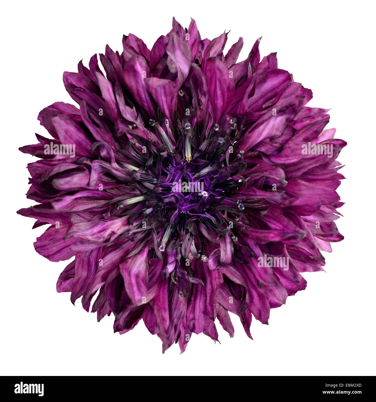 Fiordaliso viola fiore isolato su sfondo bianco. Centaurea cyanus flowerhead millefiori su sfondo semplice Foto Stock