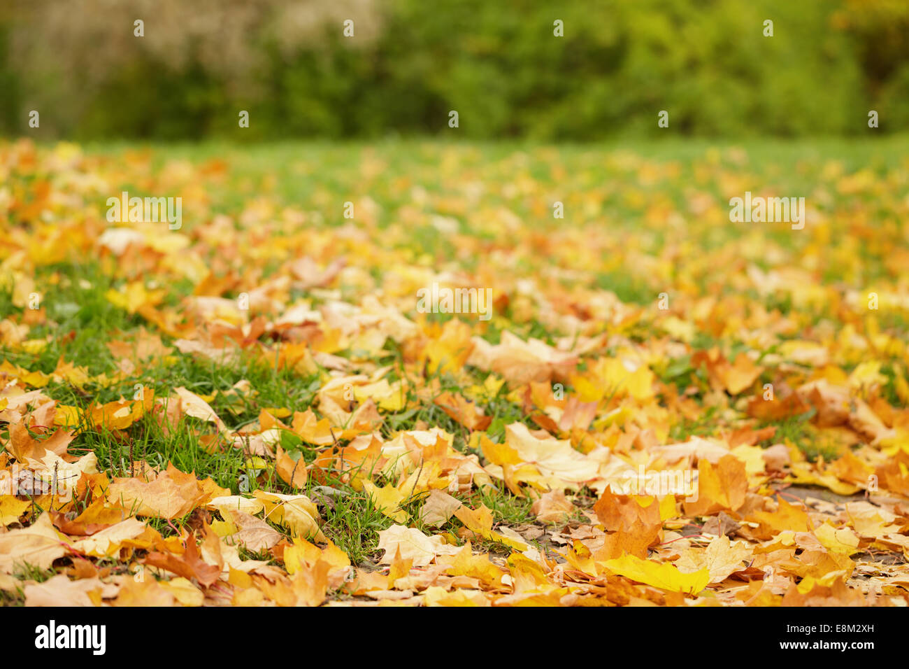 Bright Foglie di autunno sul terreno, basso livello foto Foto Stock