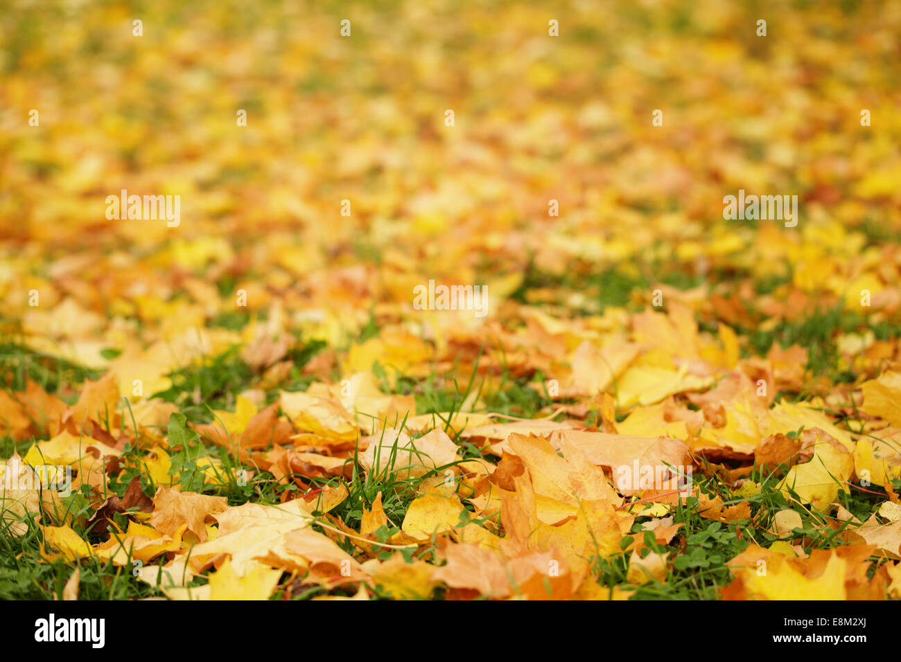 Close up foto di foglie di autunno sul terreno, ottobre Foto Stock