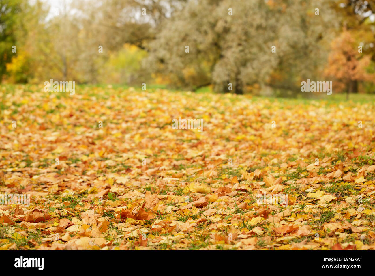 Bright Foglie di autunno sul terreno, basso livello foto Foto Stock