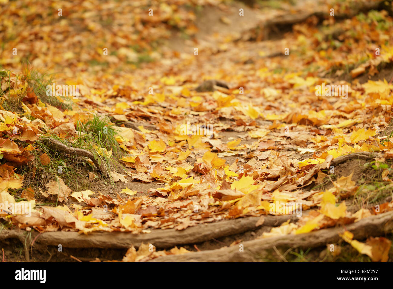 Percorso di foresta con radici coperte da foglie di autunno, ottobre Foto Stock