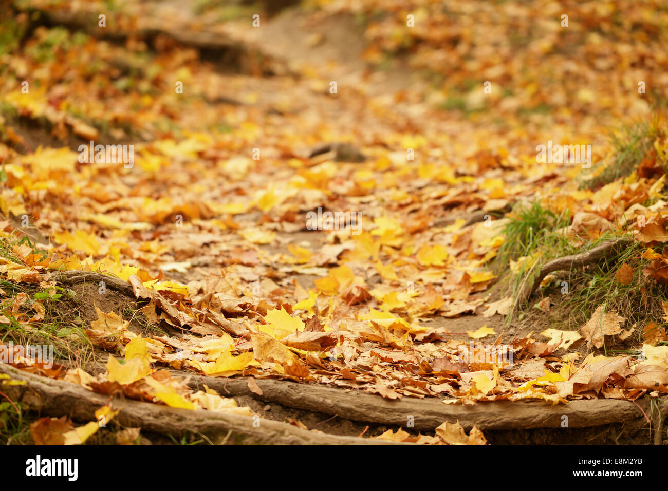 Percorso di foresta con radici coperte da foglie di autunno, ottobre Foto Stock