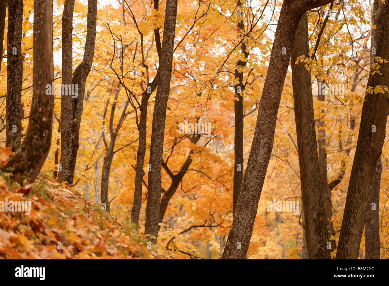 Parco di acero in tempo di ottobre, foglie d'arancio Foto Stock