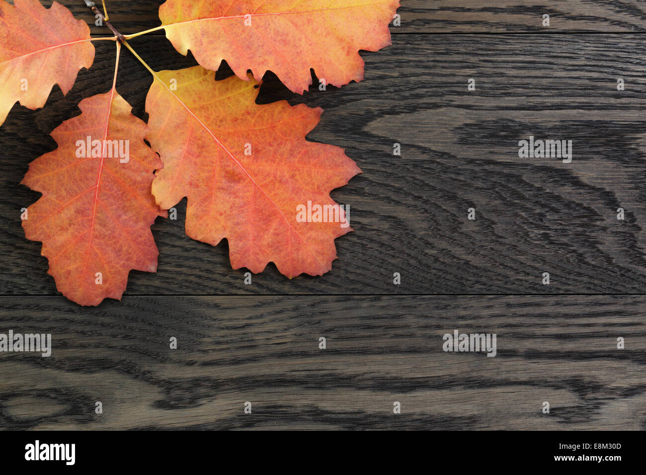 Autunno sfondo con quercia rossa foglie colorate sul tavolo in legno di quercia, direttamente dal di sopra Foto Stock
