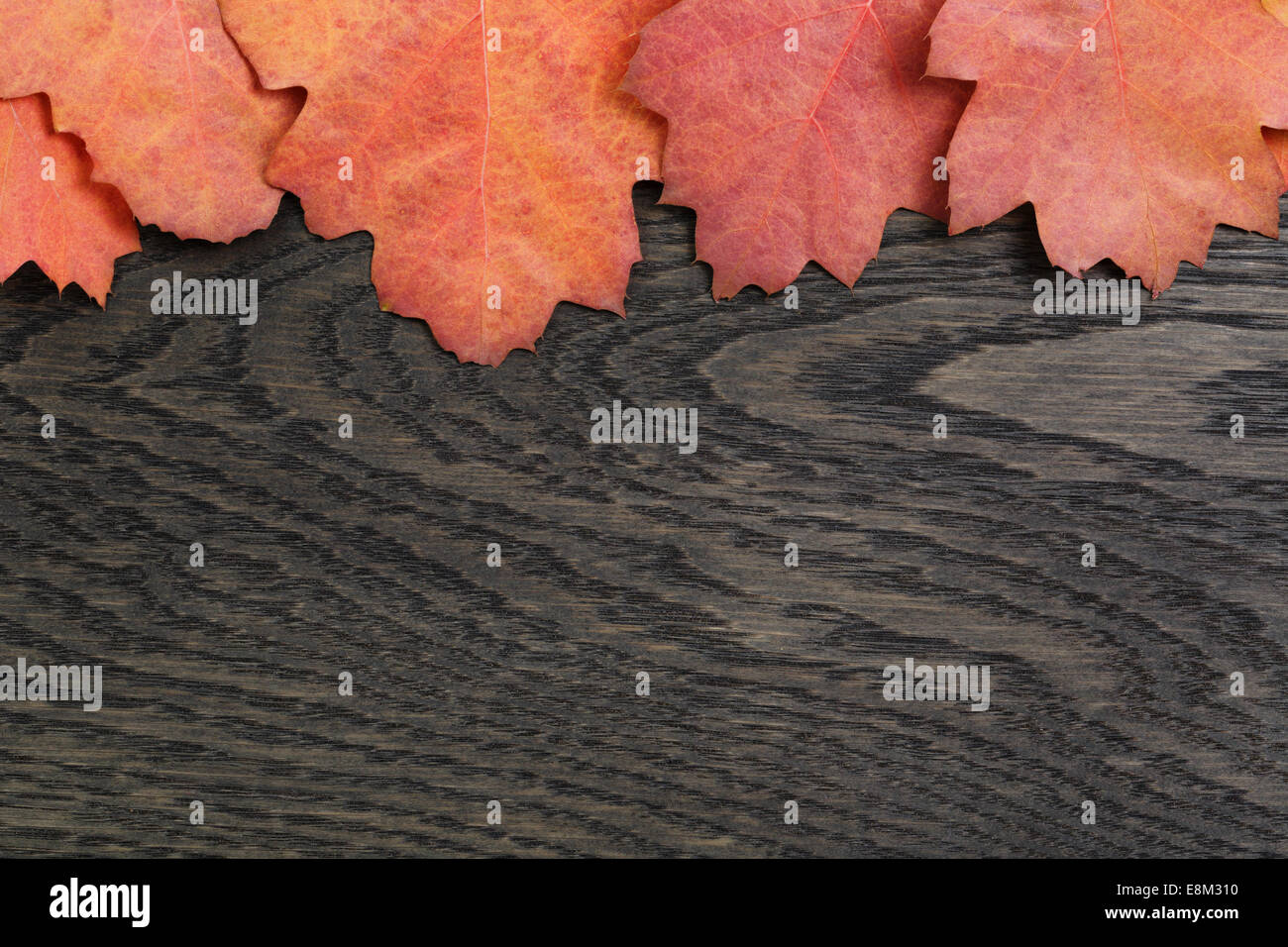 Autunno sfondo con quercia rossa foglie colorate sul tavolo in legno di quercia, direttamente dal di sopra Foto Stock