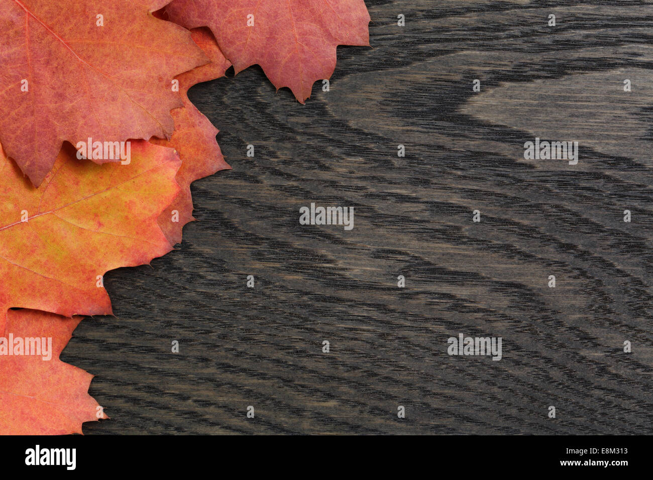 Autunno sfondo con quercia rossa foglie colorate sul tavolo in legno di quercia, direttamente dal di sopra Foto Stock
