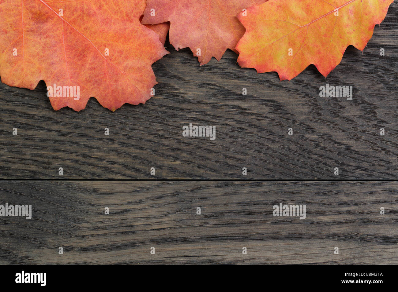 Autunno sfondo con quercia rossa foglie colorate sul tavolo in legno di quercia, direttamente dal di sopra Foto Stock