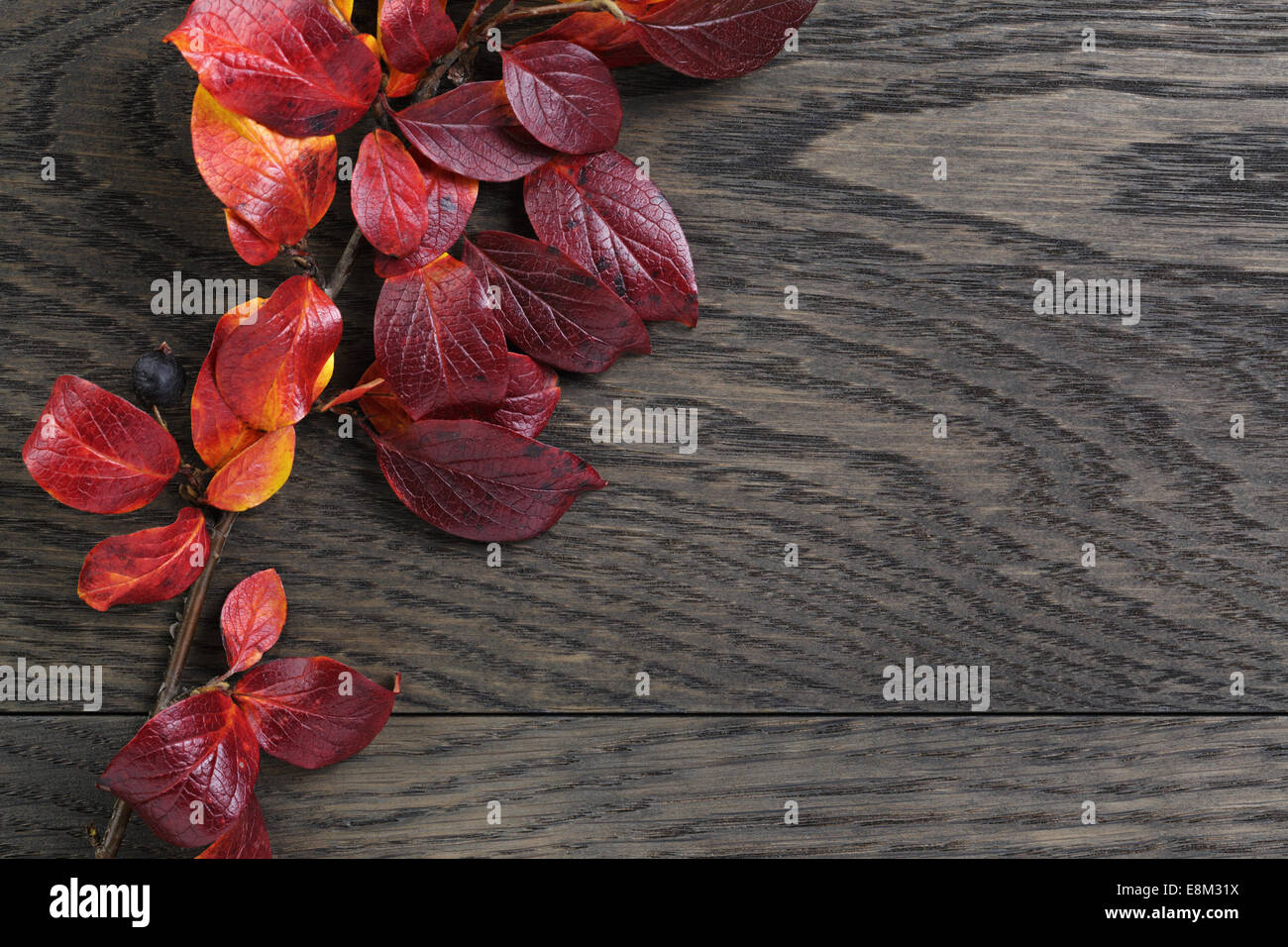 Autunno sfondo con Bush lascia sul rovere tinto, tabella direttamente dal di sopra Foto Stock