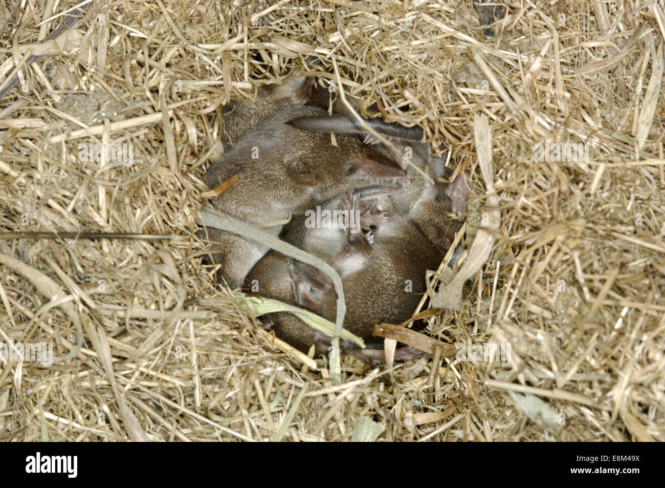 Pigmeo di Megera - Sorex minutus Foto Stock