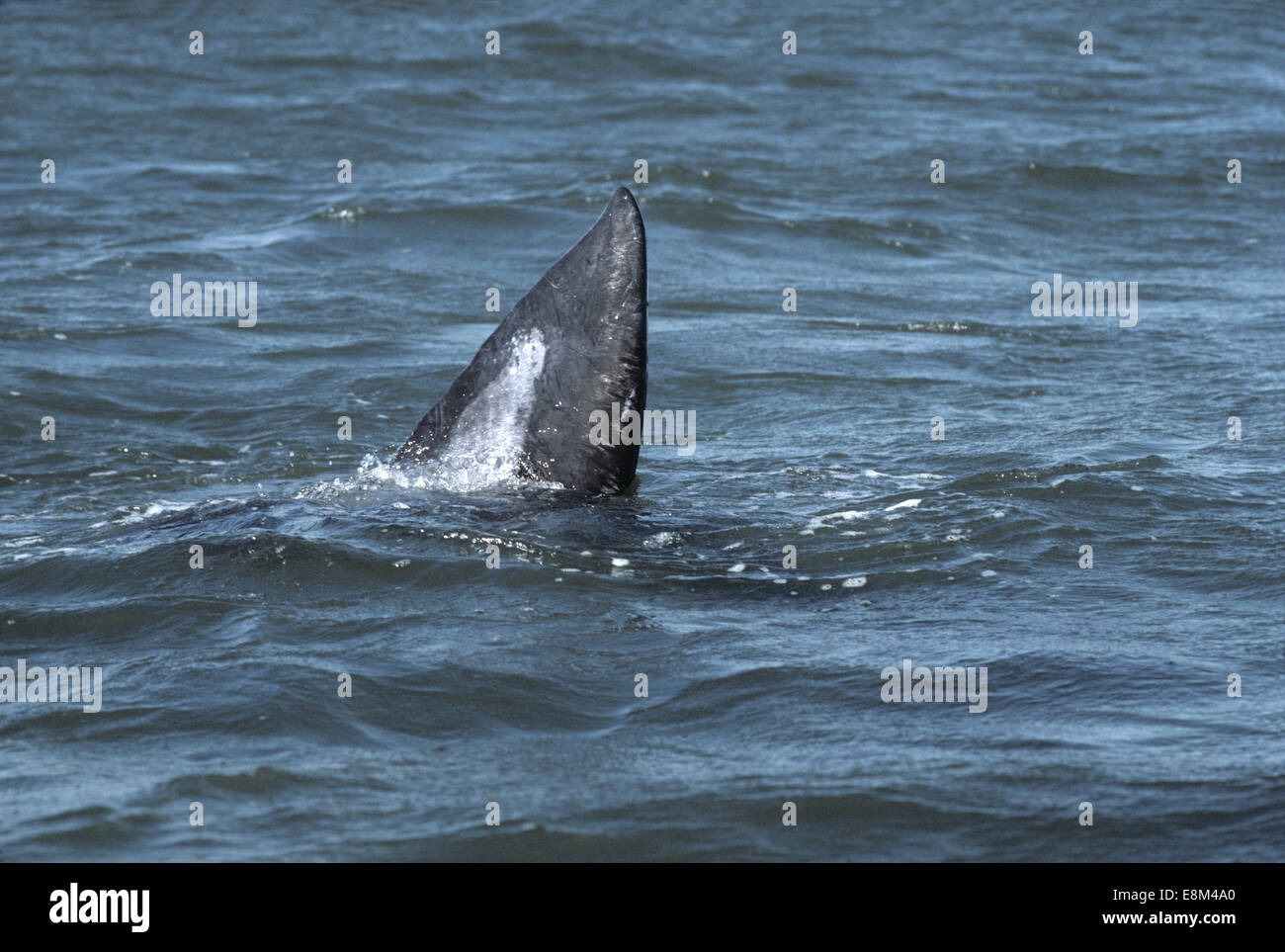 California Balena Grigia - Eschrichtius robustus Foto Stock